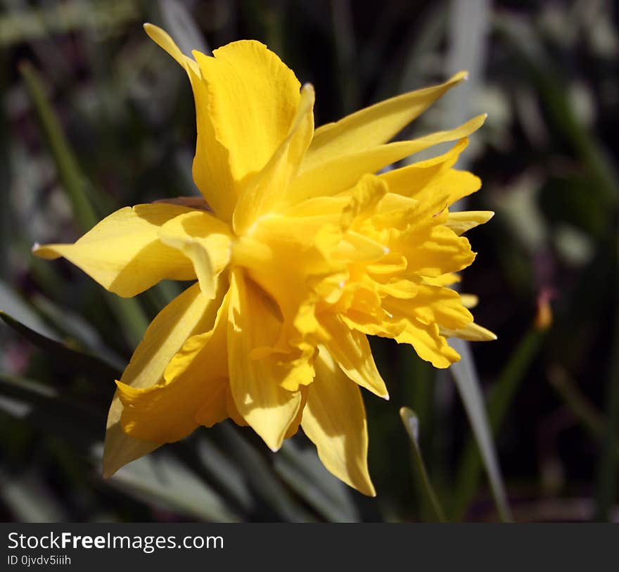 Flower, Plant, Yellow, Flowering Plant