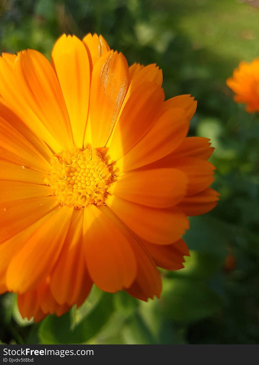 Flower, Yellow, Sulfur Cosmos, Orange