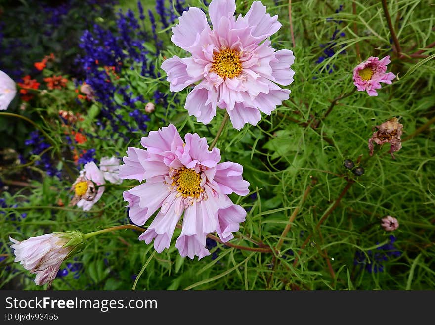 Flower, Garden Cosmos, Plant, Flora