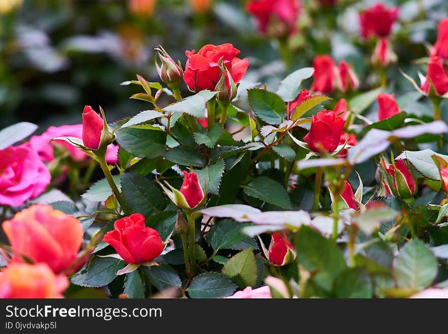 Plant, Flower, Flowering Plant, Rose Family