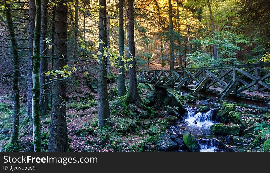 Nature, Water, Woodland, Vegetation