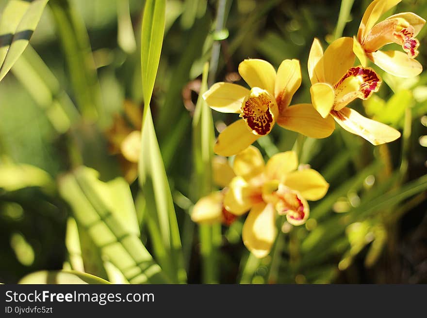 Flower, Plant, Flora, Flowering Plant