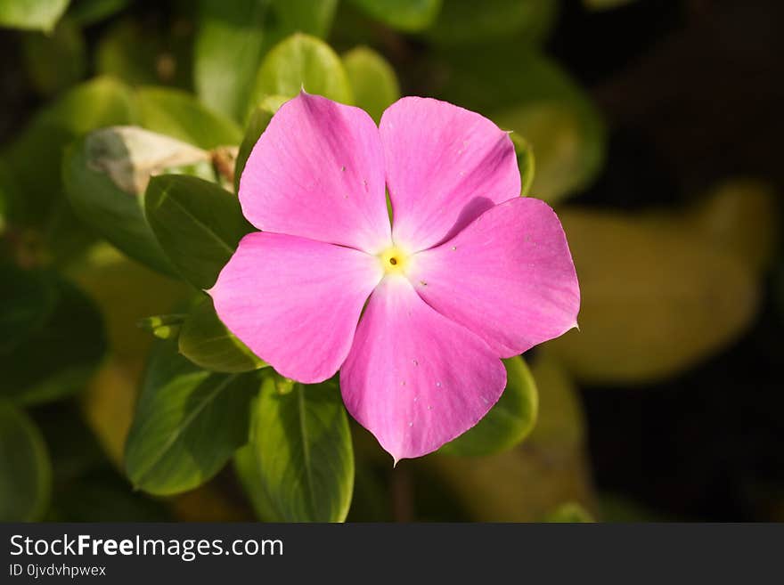 Flower, Plant, Flora, Pink