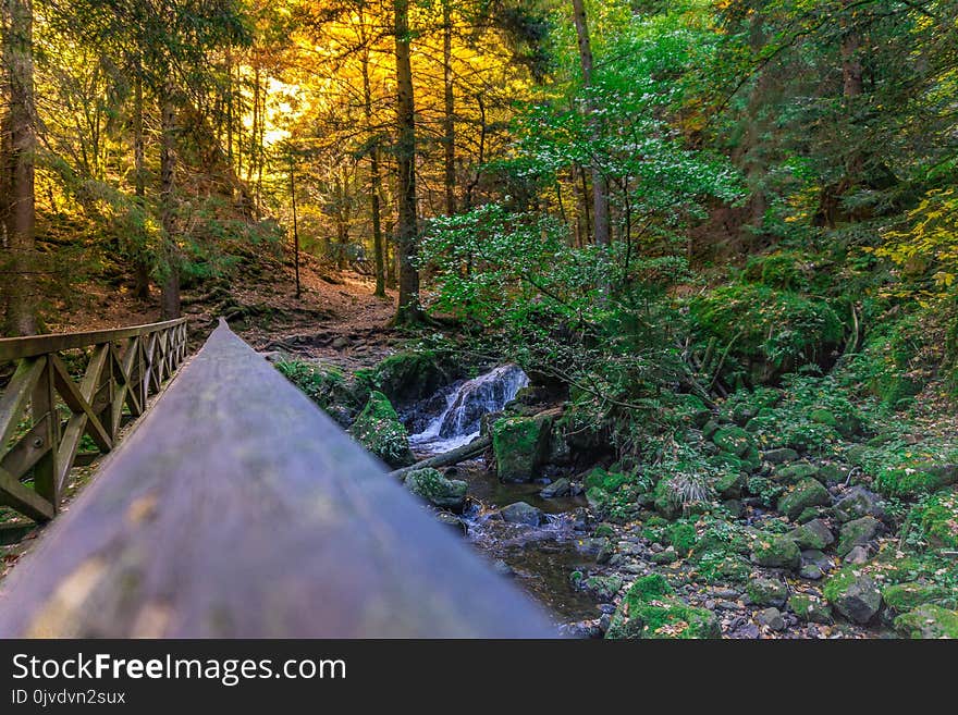 Nature, Water, Vegetation, Nature Reserve