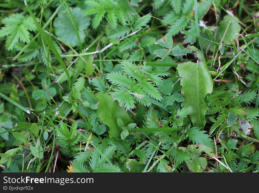 Plant, Leaf, Flora, Grass