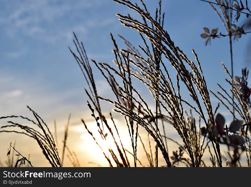 Sky, Plant, Grass Family, Branch