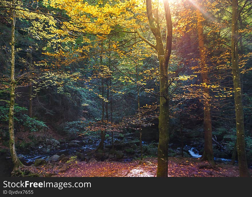 Nature, Woodland, Ecosystem, Forest