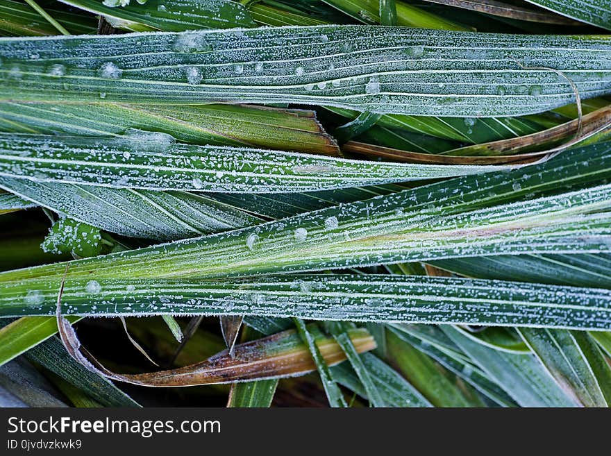 Leaf, Plant, Grass Family, Grass