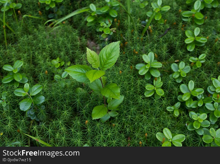 Plant, Vegetation, Leaf, Flora