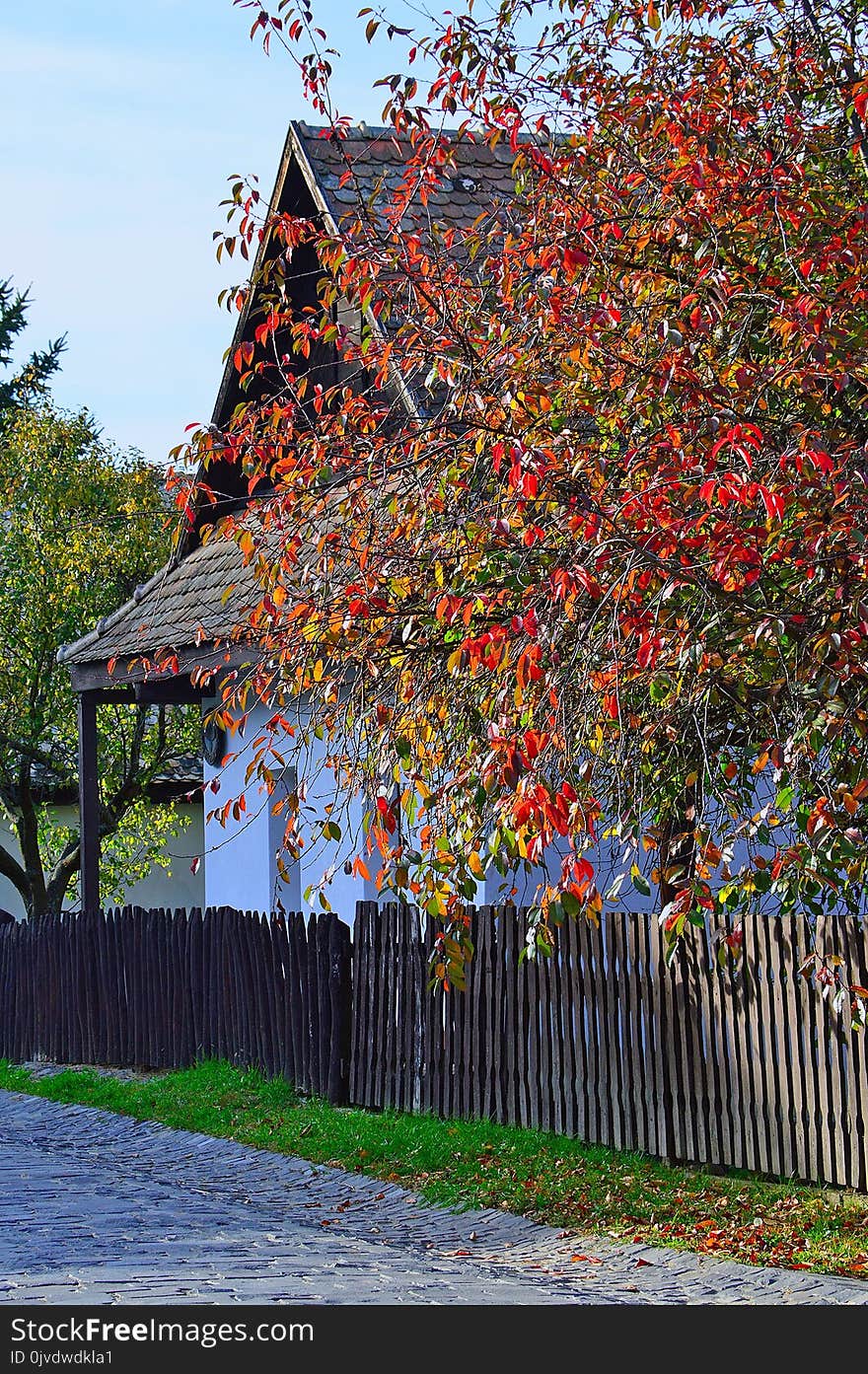 Leaf, Tree, Plant, Woody Plant