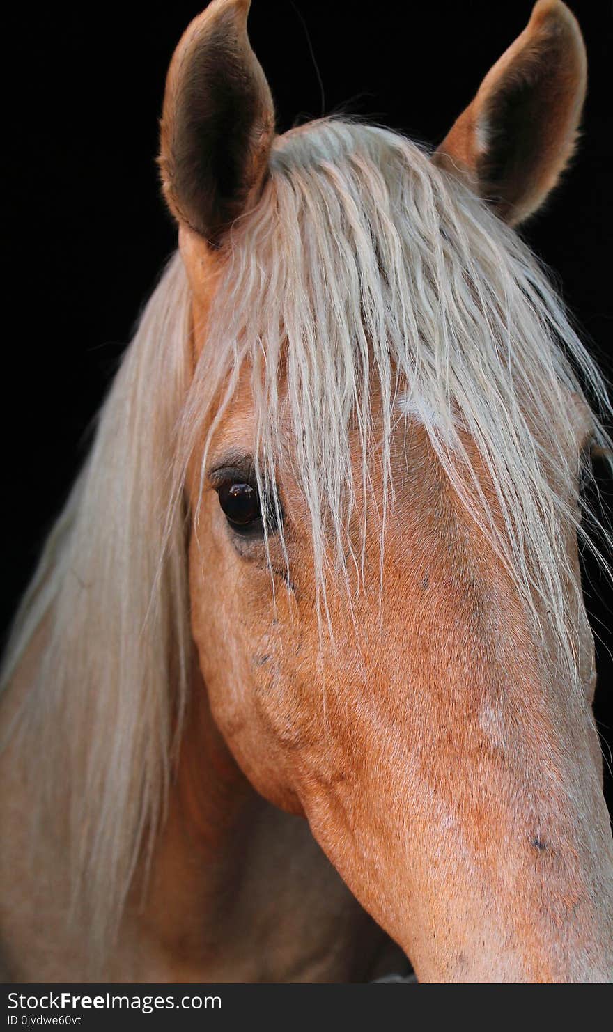 Horse, Mane, Horse Like Mammal, Nose