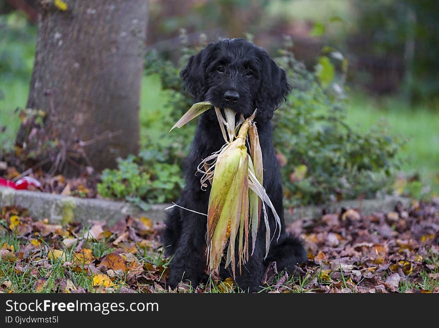 Dog, Dog Like Mammal, Dog Breed, Boykin Spaniel