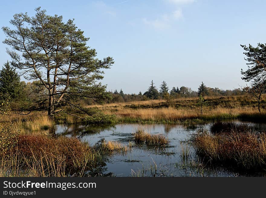 Wetland, Bog, Nature, Ecosystem