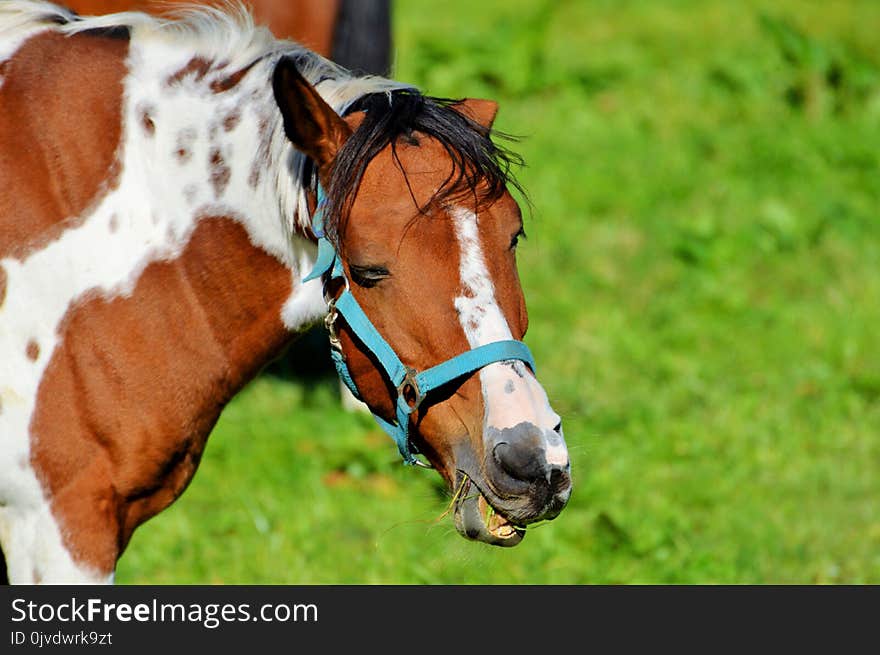 Horse, Bridle, Halter, Horse Tack