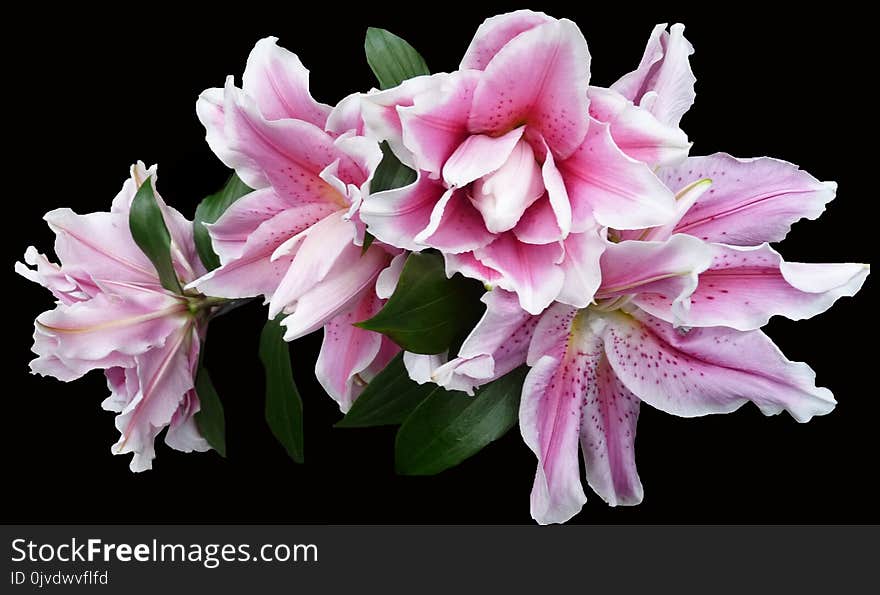 Flower, Pink, Plant, Flowering Plant