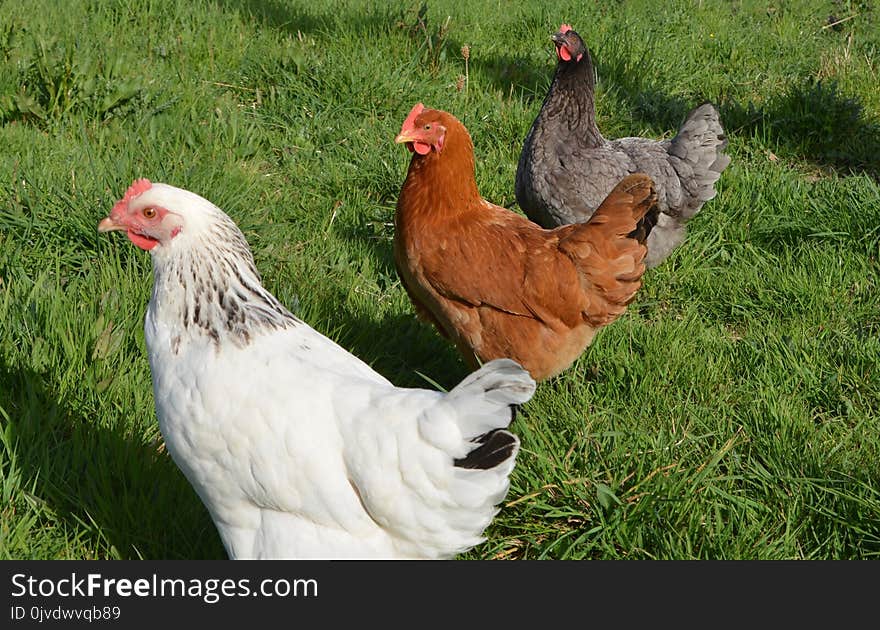 Chicken, Galliformes, Rooster, Poultry