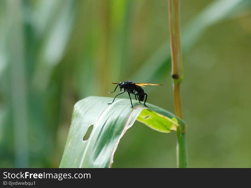 Insect, Damselfly, Dragonfly, Invertebrate