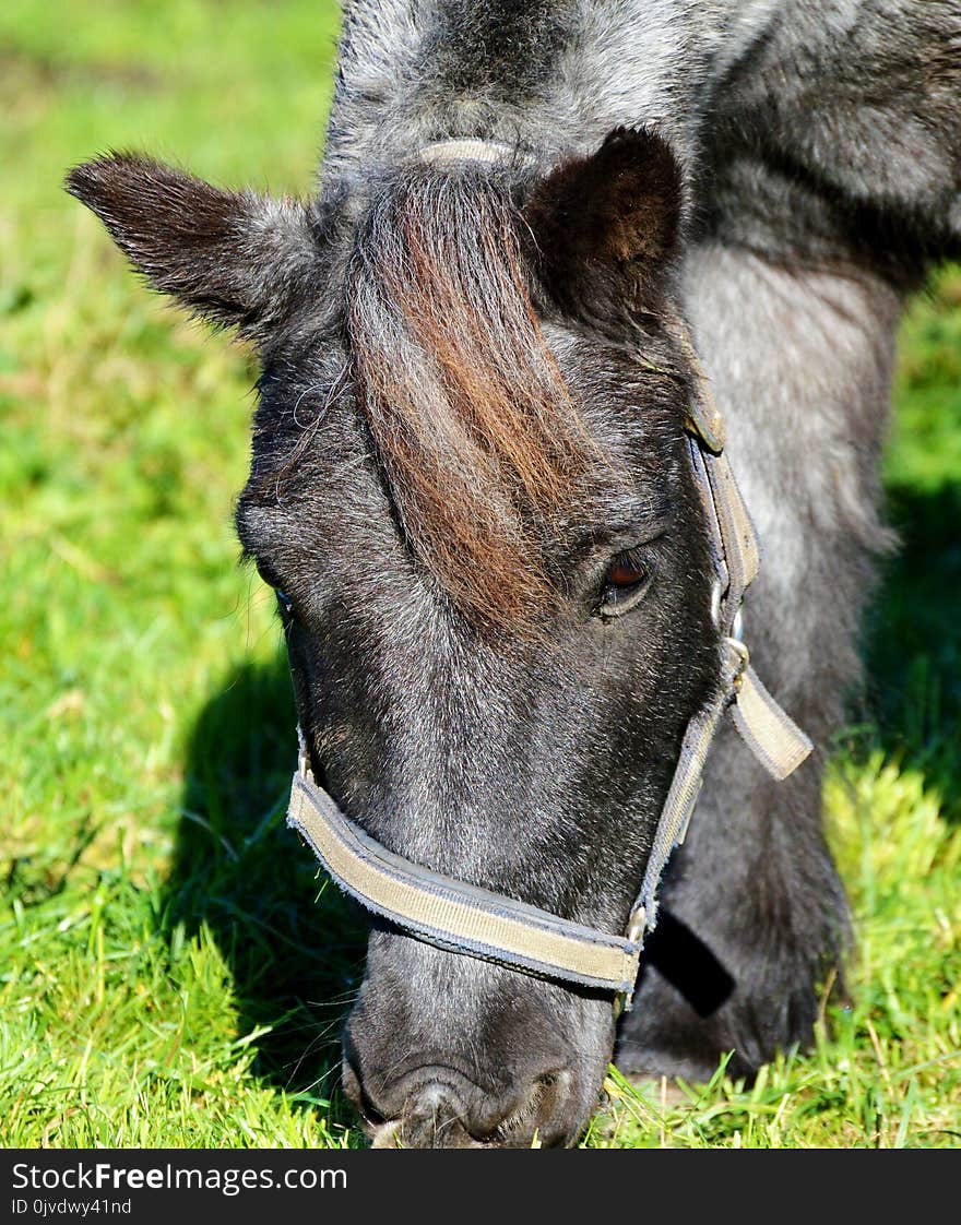 Horse, Bridle, Fauna, Halter