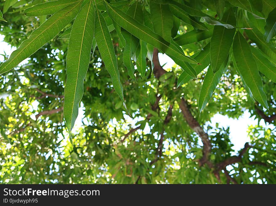 Tree, Leaf, Vegetation, Plant