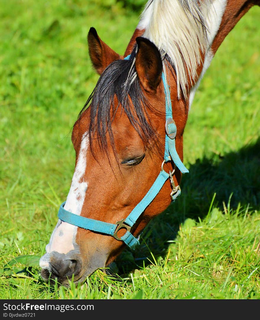 Halter, Horse, Bridle, Horse Tack