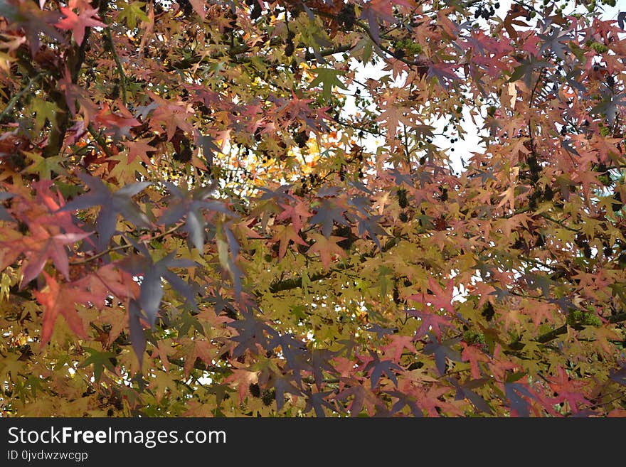 Leaf, Tree, Autumn, Deciduous