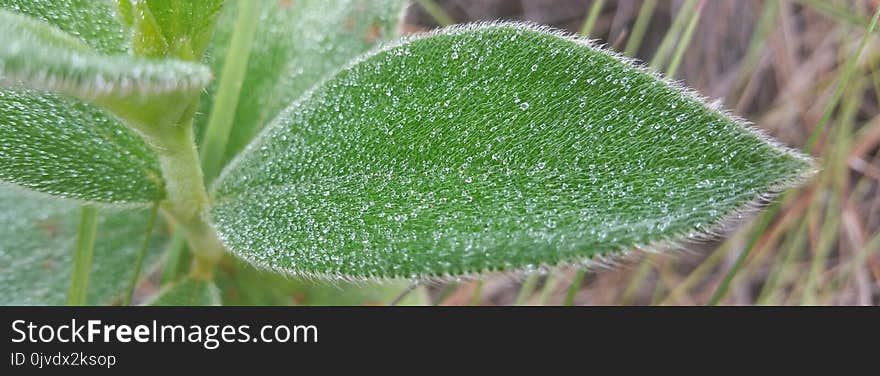 Leaf, Plant, Grass, Plant Stem