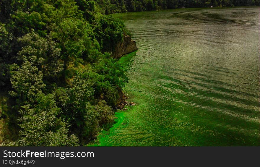 Vegetation, Nature, Nature Reserve, Ecosystem