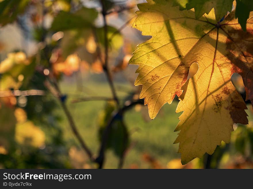 Leaf, Autumn, Yellow, Vegetation