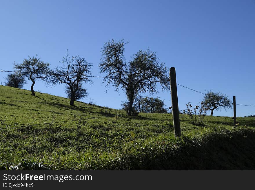 Sky, Tree, Grassland, Ecosystem