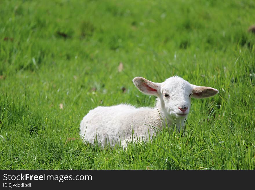 Grassland, Sheep, Pasture, Grazing