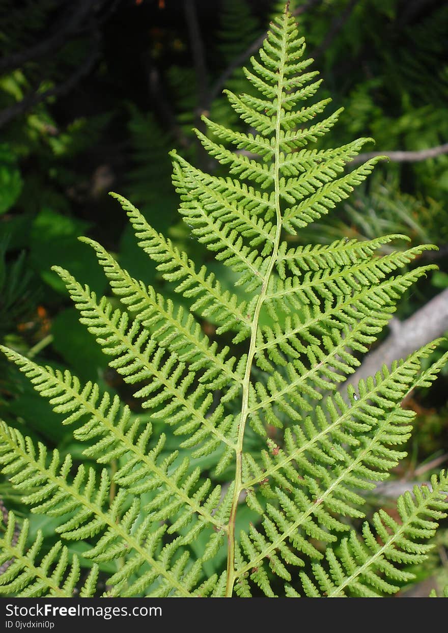 Ferns And Horsetails, Plant, Fern, Vegetation