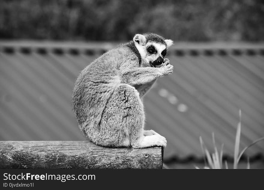 Black And White, Fauna, Mammal, Monochrome Photography