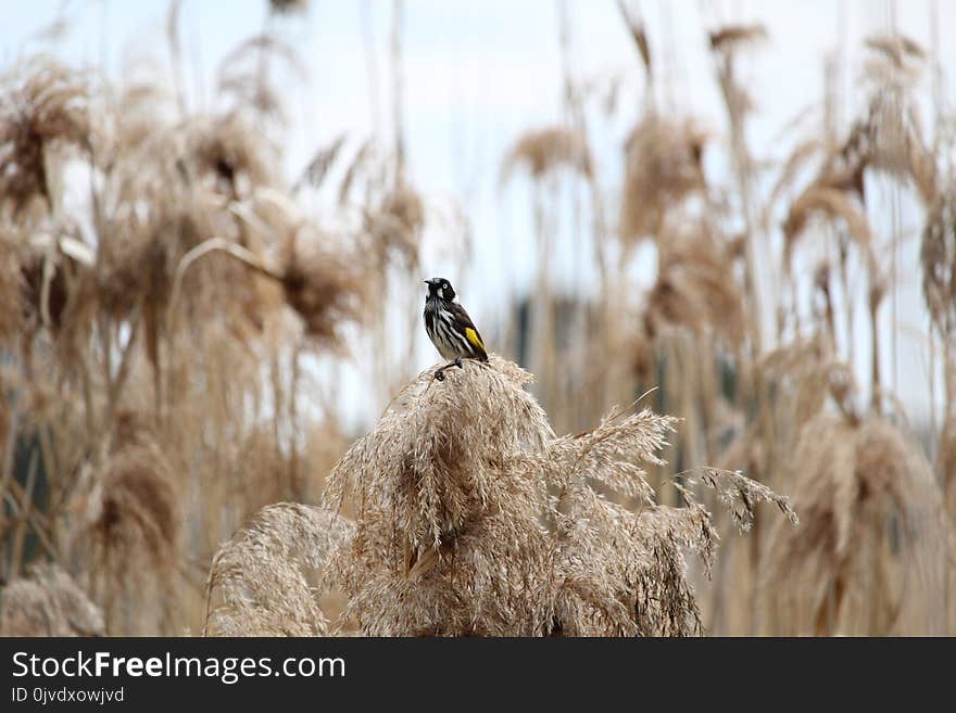 Grass Family, Phragmites, Bird, Grass