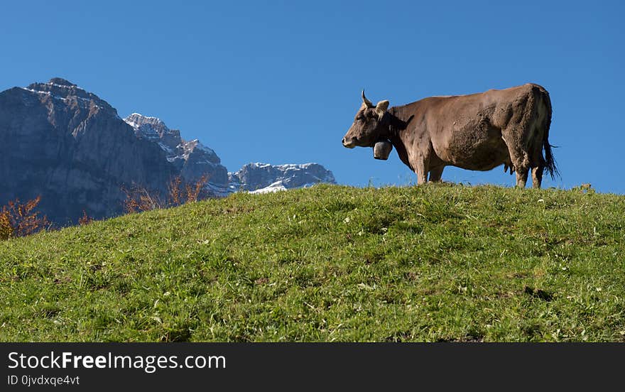 Grassland, Cattle Like Mammal, Pasture, Mountainous Landforms