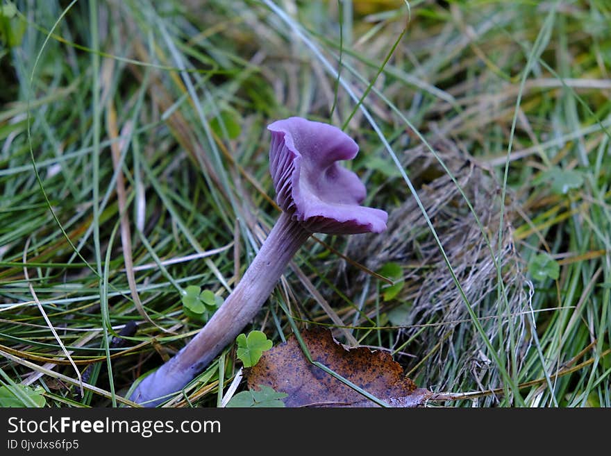 Flora, Plant, Purple, Fungus