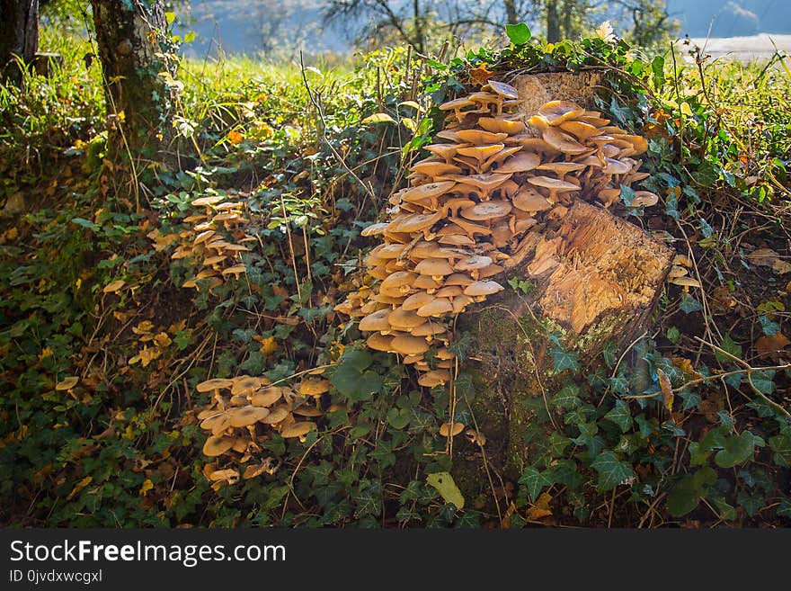 Vegetation, Nature Reserve, Leaf, Fungus