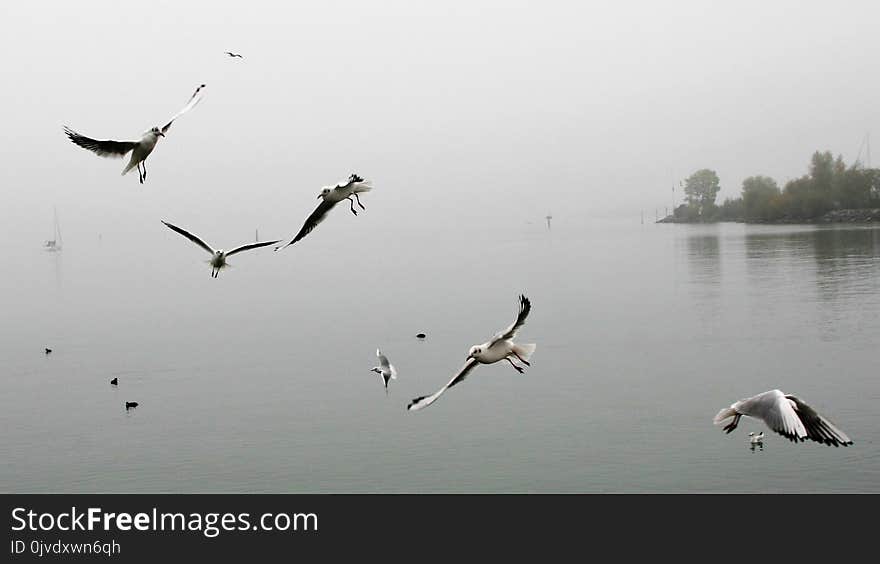 Bird, Water, Flock, Fauna