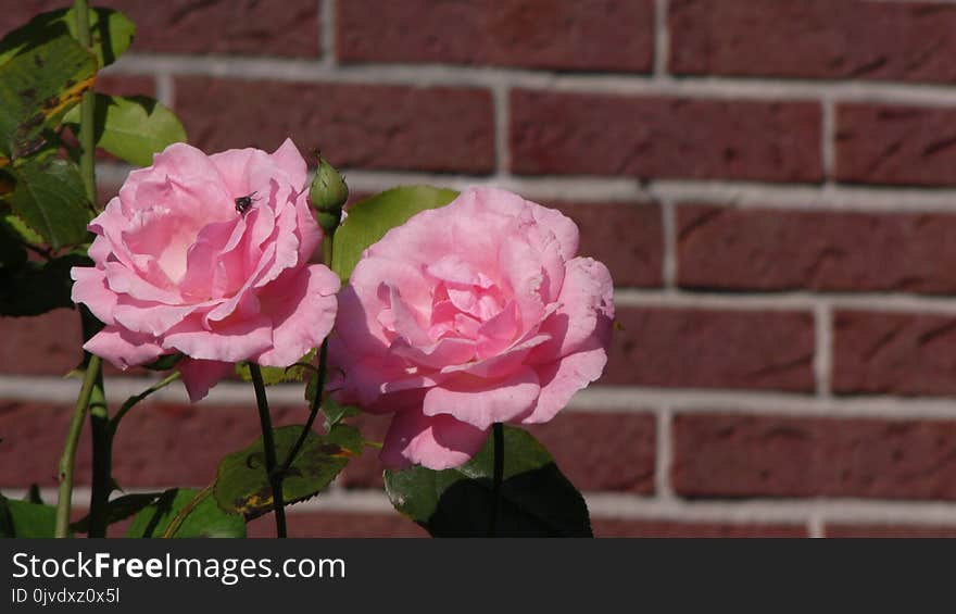 Flower, Rose, Rose Family, Plant