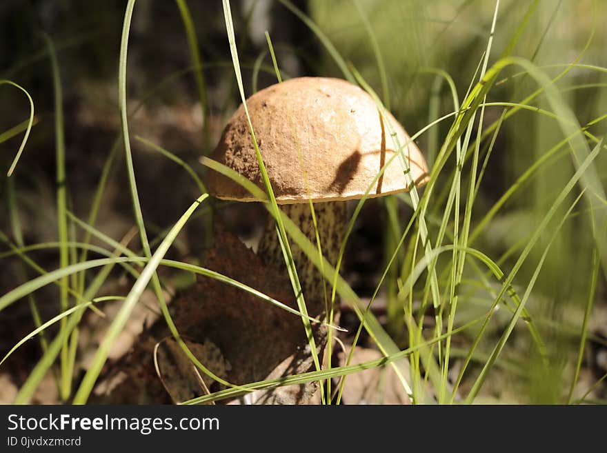 Mushroom, Fungus, Penny Bun, Grass