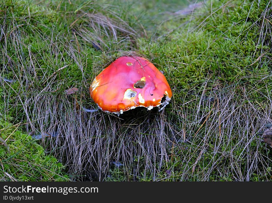 Ecosystem, Fungus, Grass, Mushroom