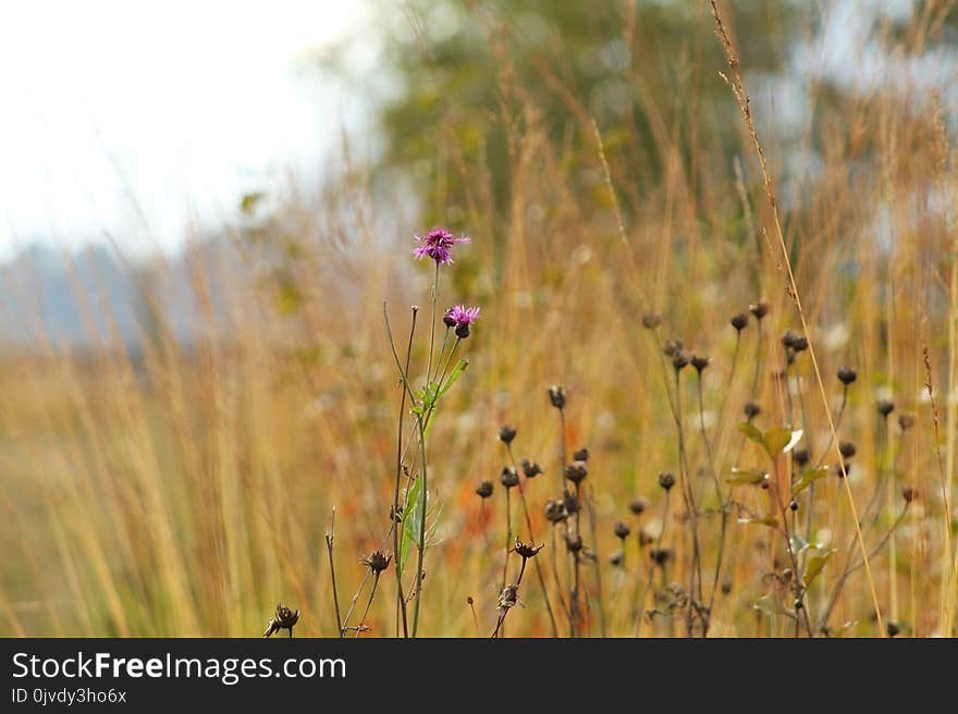 Ecosystem, Prairie, Wildflower, Vegetation