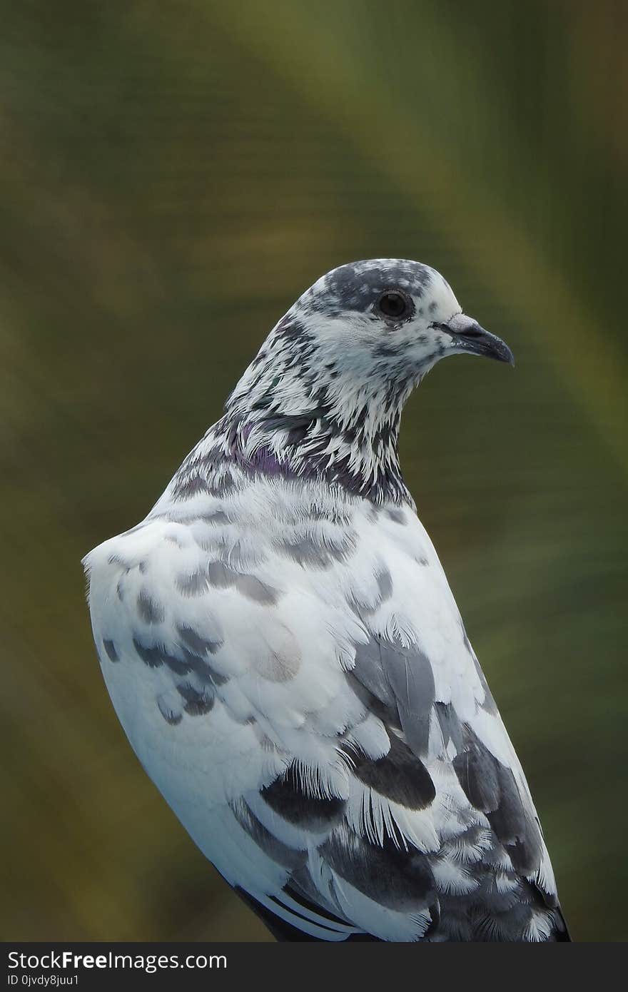 Bird, Beak, Fauna, Feather