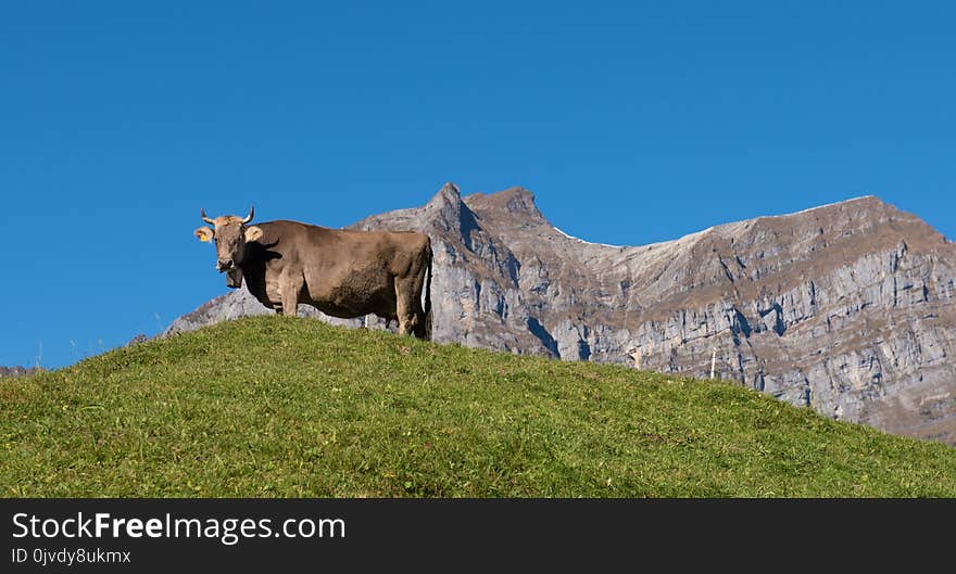 Cattle Like Mammal, Pasture, Mountainous Landforms, Grassland