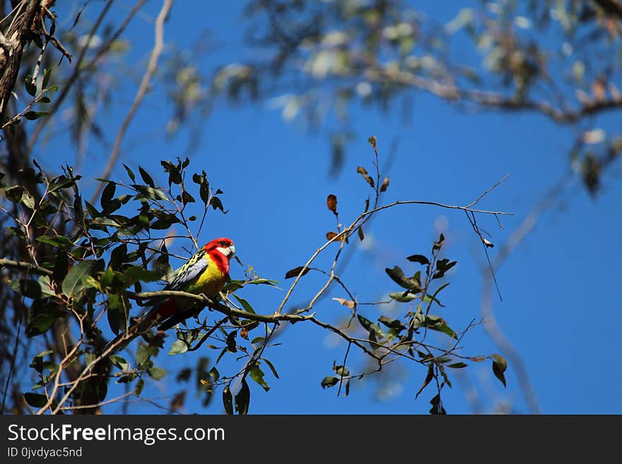 Bird, Branch, Fauna, Sky