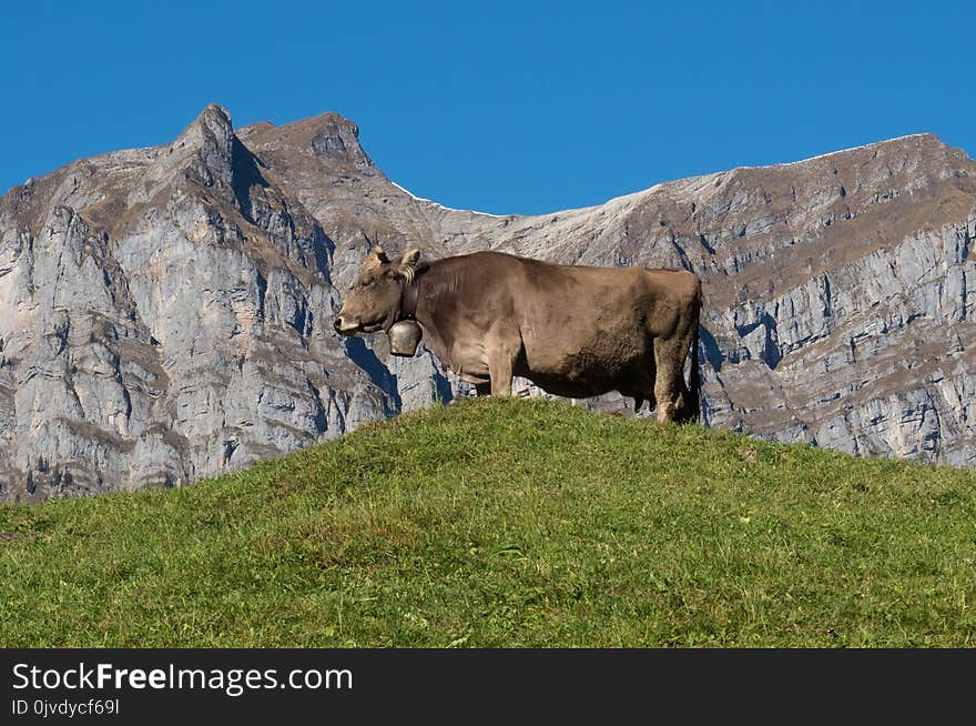 Ecosystem, Cattle Like Mammal, Sky, Grassland