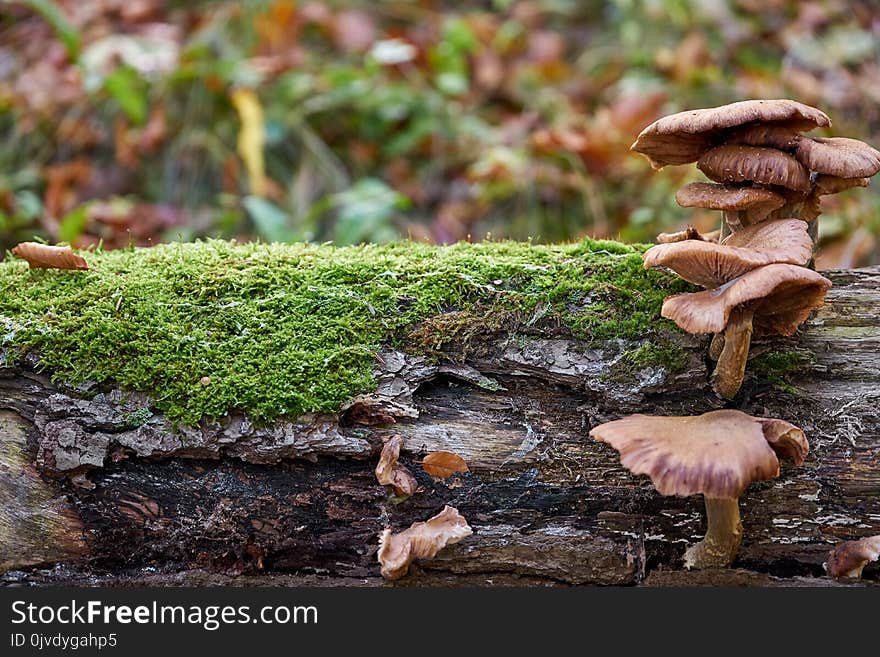 Fungus, Mushroom, Medicinal Mushroom, Oyster Mushroom