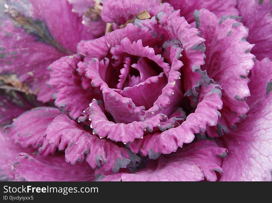 Flower, Pink, Purple, Flora