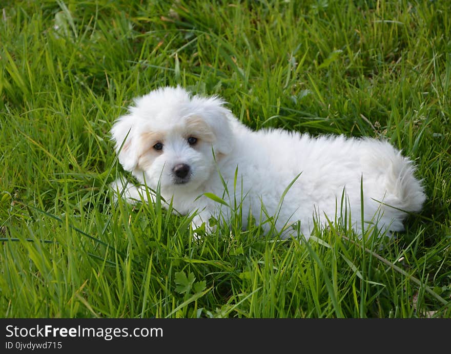 Dog Like Mammal, Dog, Dog Breed, Maltese