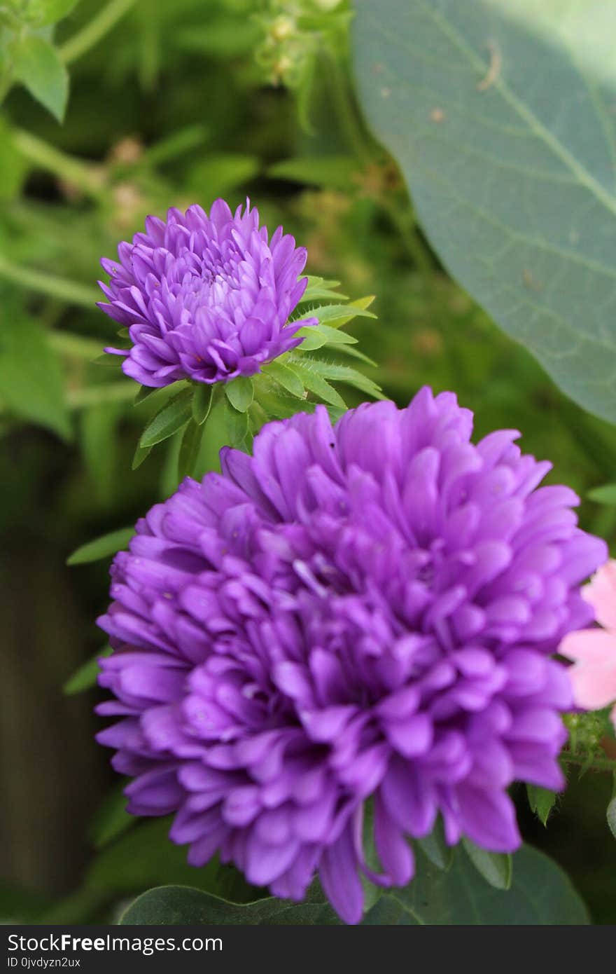 Flower, Purple, Plant, Aster