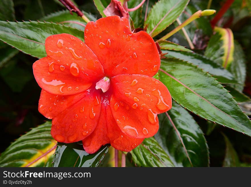 Plant, Flower, Flora, Flowering Plant